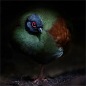 Photography: 'Talking eyes' of wild animals