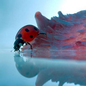 Photos are hard to believe about tiny creatures