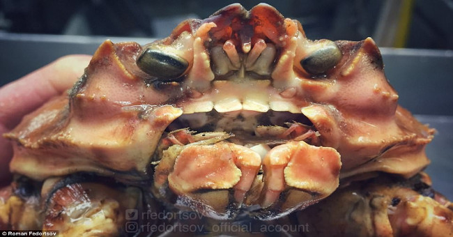 Photos of 'alien monsters' under the sea have returned and horror than before