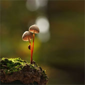 Photos of beautiful mushrooms in nature