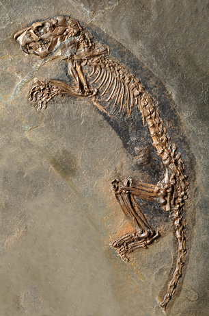 Photos of fossils in the Messel Pit area