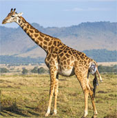 Photos of giraffes give birth to children