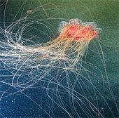 Photos of 'strange objects' on the ocean floor