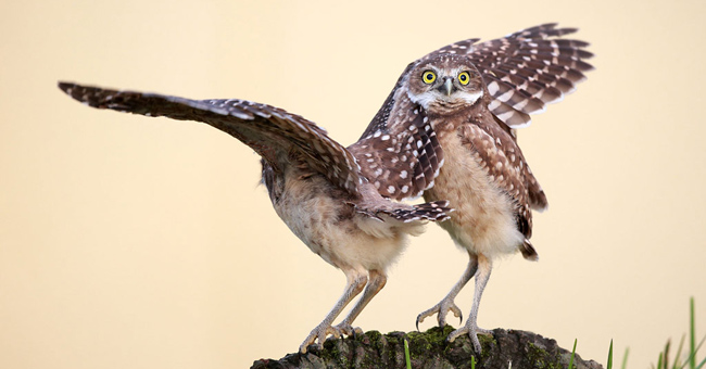 Photos of the 2015 Comedy Wildlife Photography Award