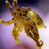 Photos of the incredible 'monsters' of the sea