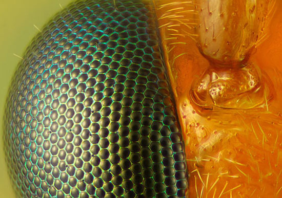 Photos of the most beautiful micro-world in 2010