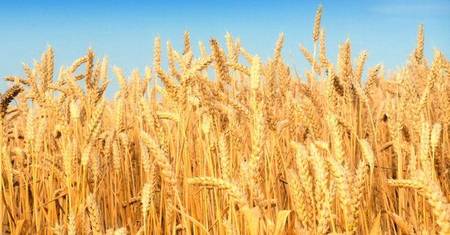Photosynthesis method helps agriculture develop