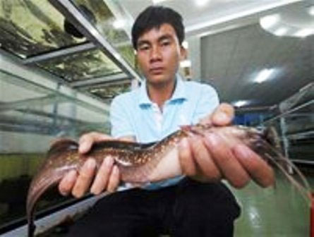 Phu Quoc catfish has a scientific name and is recognized