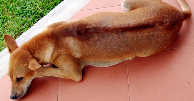 Phu Quoc Dog: Legend and truth
