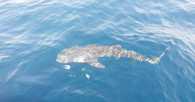 Phu Quoc fishermen meet rare and precious gray whales in the sea