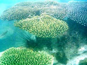 Phu Quoc: proposing the establishment of a 10,000ha marine reserve