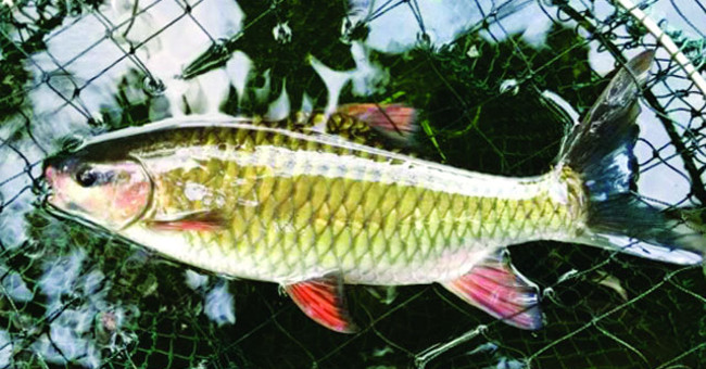 Phu Tho has successfully researched and produced rare and precious fish