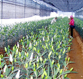 Phu Tho: Successful cloning of lily flowers