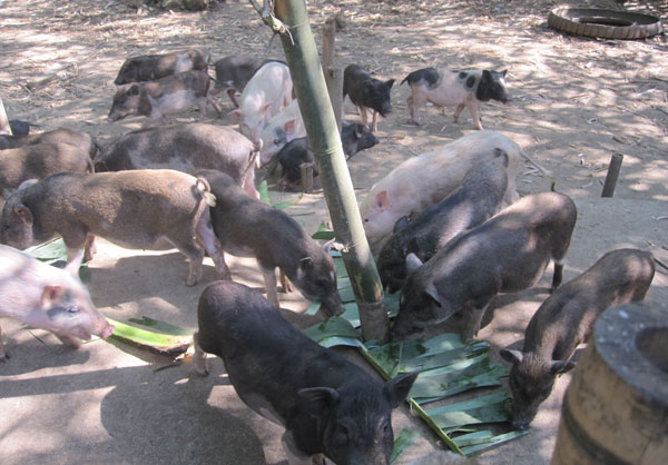 Phu Tho: Successfully bred F1 F1 wild boars