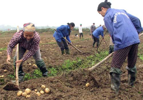 Phu Tho successfully produces disease-free potatoes