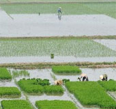 Phu Tho successfully tested many new rice varieties