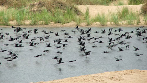 Phu Yen: Heavenly ducks appear black on the Ba River