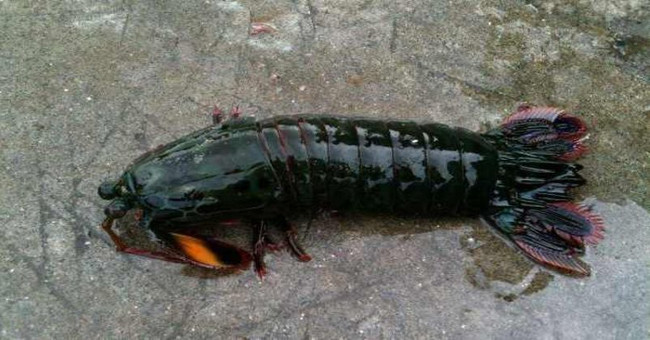 Pick up strange shrimps, bring them to feed and bitterness