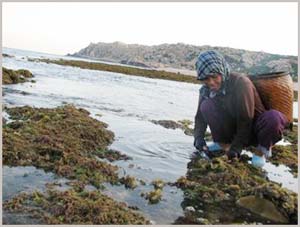 'Picking up gold' on coral reefs