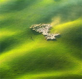 Picture of beautiful flock of sheep from above