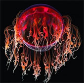 Pictures of sea creatures
