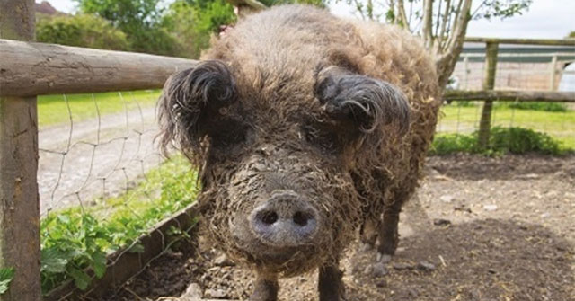 'Pig boiled sheep' three times out of the slaughterhouse