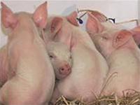 Pig cells can heal diabetes