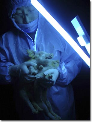 Pig glows to give birth