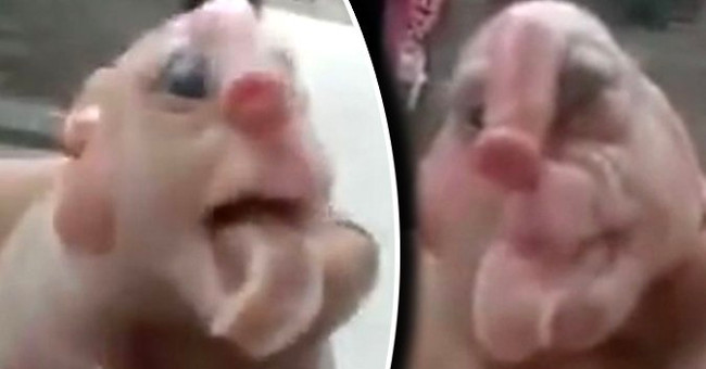 Pig heterosexuals are born with genitals on the nose