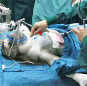 Pig liver transplant for monkeys