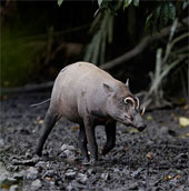 Pig monster has an odd appearance in Indonesia