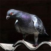 Pigeon birds fly over the Pacific Ocean