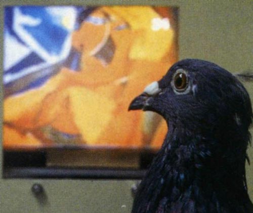 Pigeons are able to perceive superior to 3-year-old children