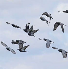 Pigeons smell the air to find their way