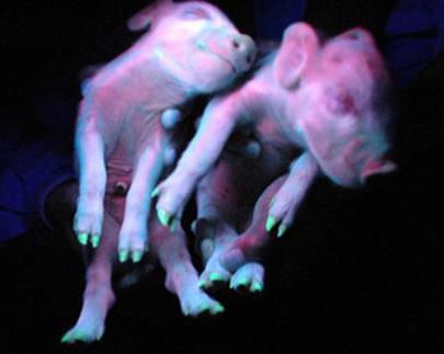 Piglets glow in China
