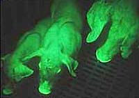 Pigs and applications in medicine - biology