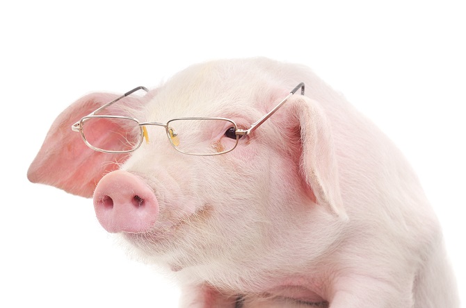 Pigs are smarter than dogs and chimpanzees?