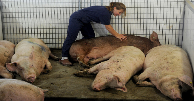Pigs are the happiest species?