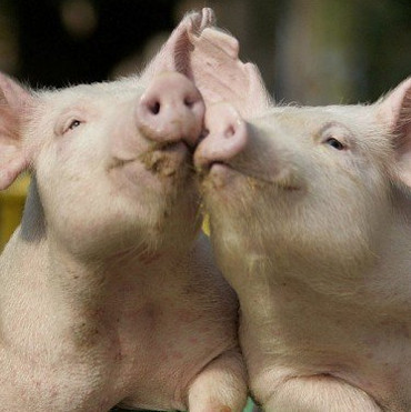 Pigs can 'donate' to people