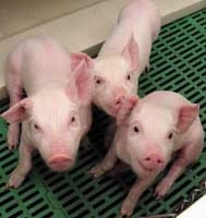 Pigs contain omega-3 fatty acids
