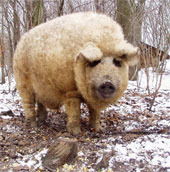 Pigs have fur like sheep