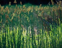 Pilot hospital wastewater treatment with reeds