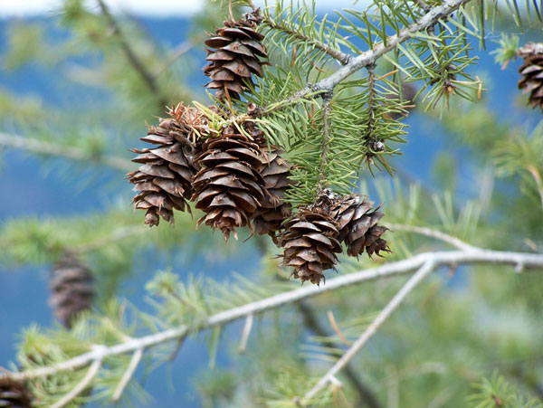 Pine extract enhances memory