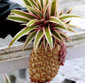 Pineapple is worth VND 336 million