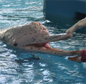 Pink dolphin due to skin cancer