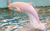 Pink dolphin in Japan