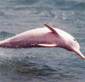 Pink dolphin - the symbol of Hong Kong is disappearing