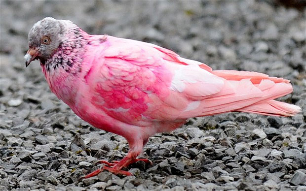 Pink pigeons appear in England