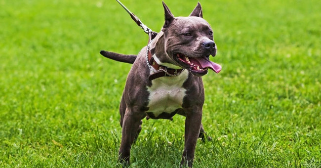 Pitbull's terrifying ability: Jump higher than 4m, pull a car weighing 5 tons