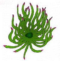 Planet flowers